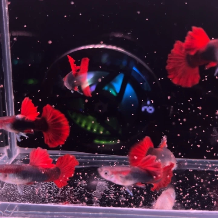 孔雀鱼爆绒折扇压成9条