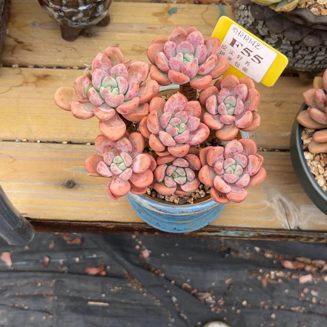 s***娟多肉植物1111111