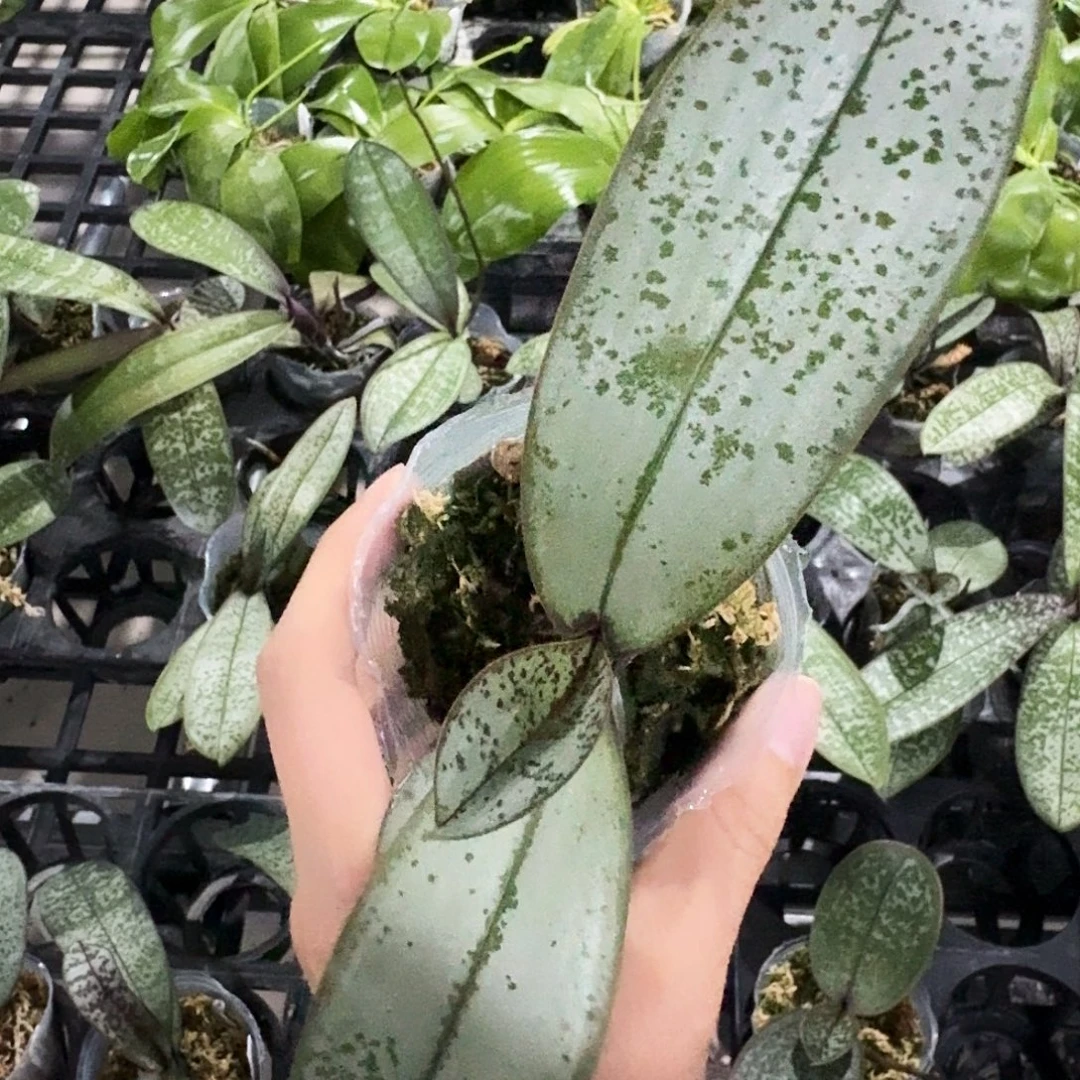 无花朵西交史2.5寸