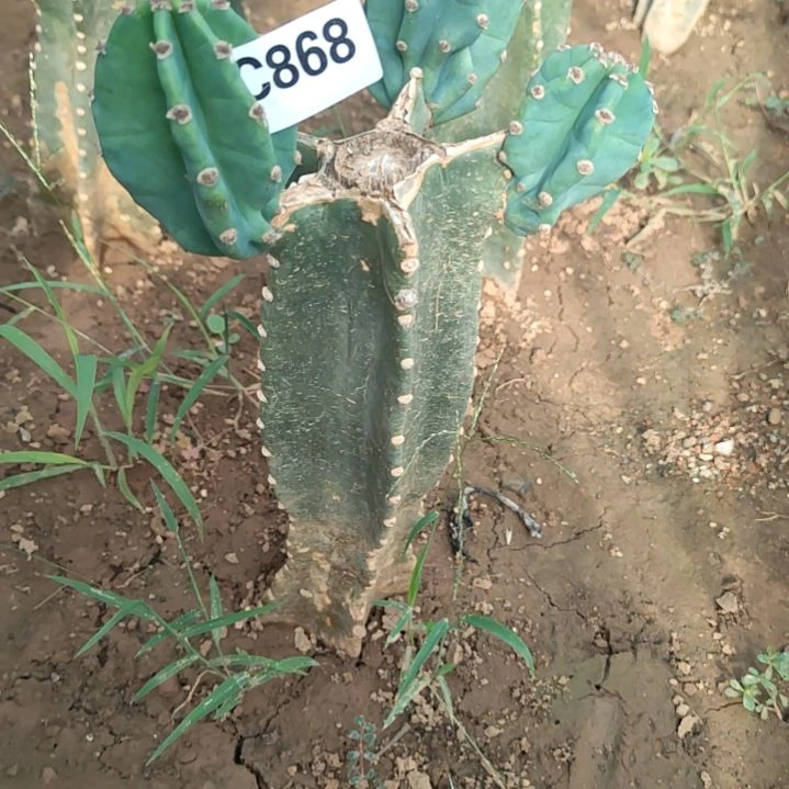 小***露量天尺多头1个868