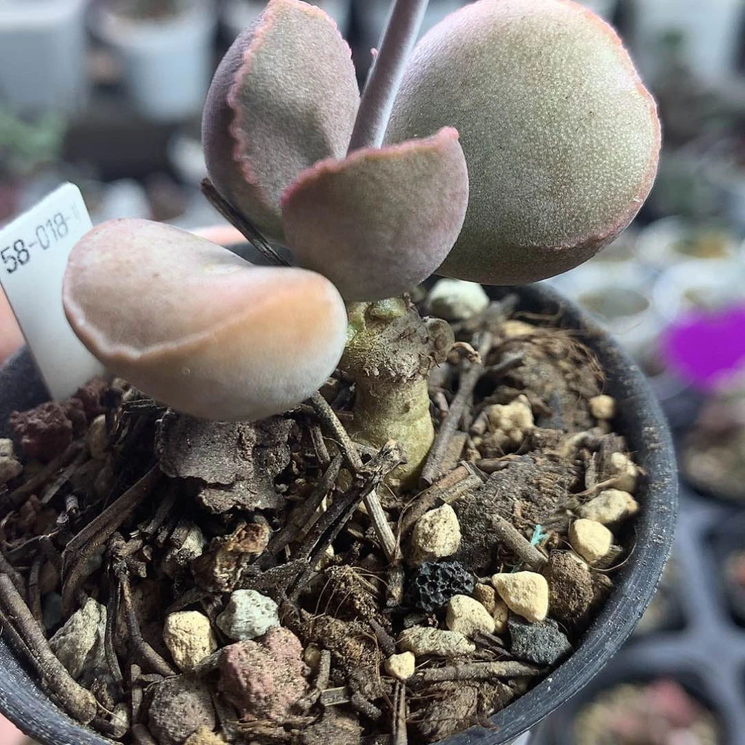 Jun012–多肉水泡专拍