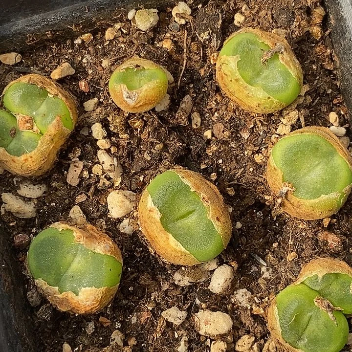 1222一组水晶鞋一组