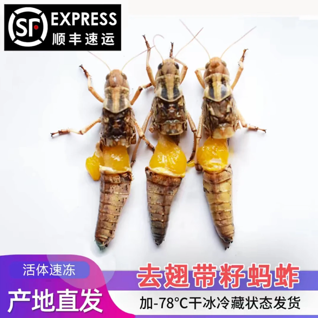 2025年山东特产纯母去翅土蚂炸 新鲜速冻蝗虫 蚱蜢蚂炸东亚飞蝗