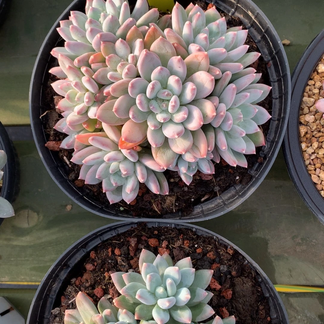 原始天使之翼 多头 一颗