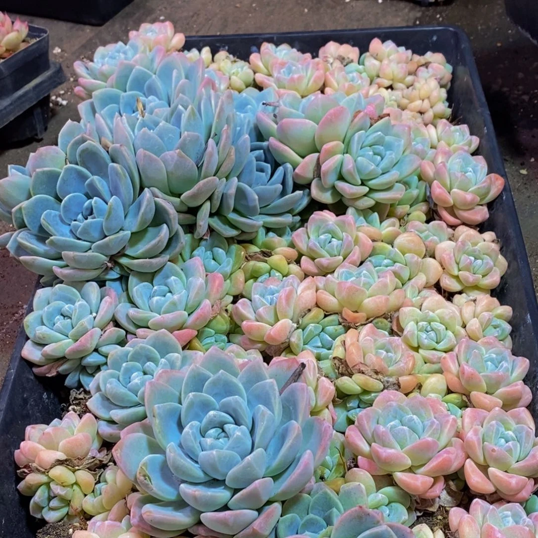梦***子832的我是一个人的时候就会