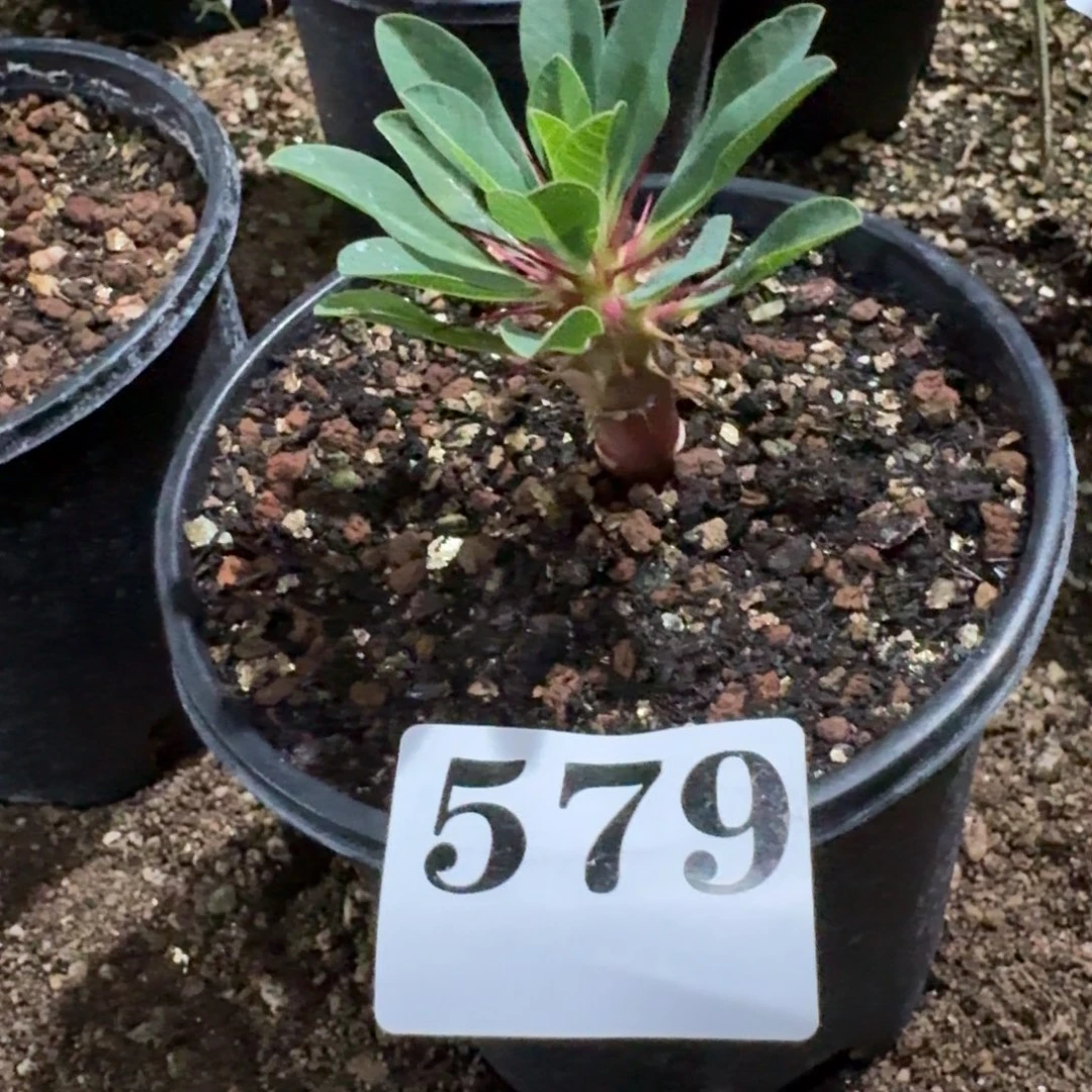 鬼泣阁块根多肉植物