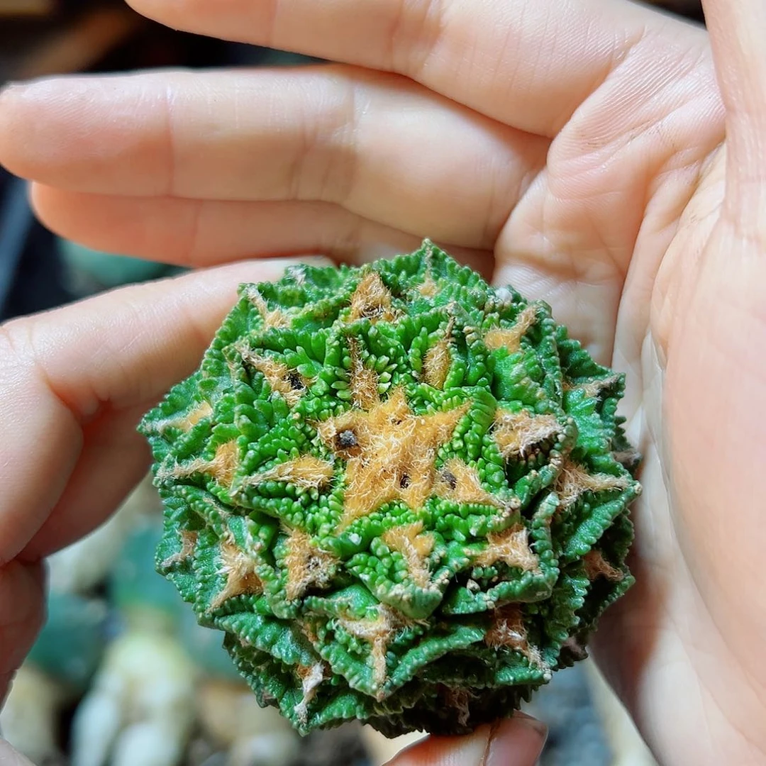 晚1号自根小尤龟甲牡丹6.2公分