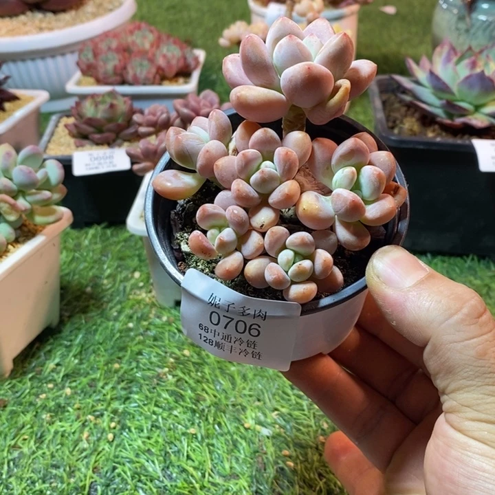 0706啊啊啊啊啊啊啊啊啊啊啊啊