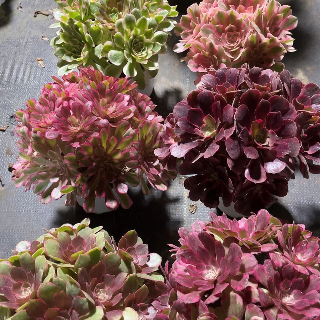 法师多肉植物漂亮漂亮