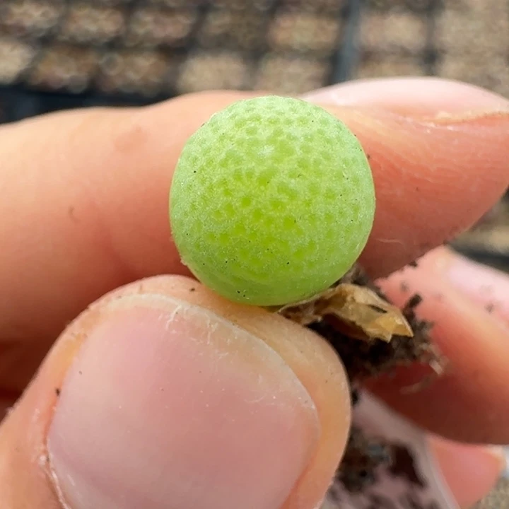 小****0859玉米一颗888888888