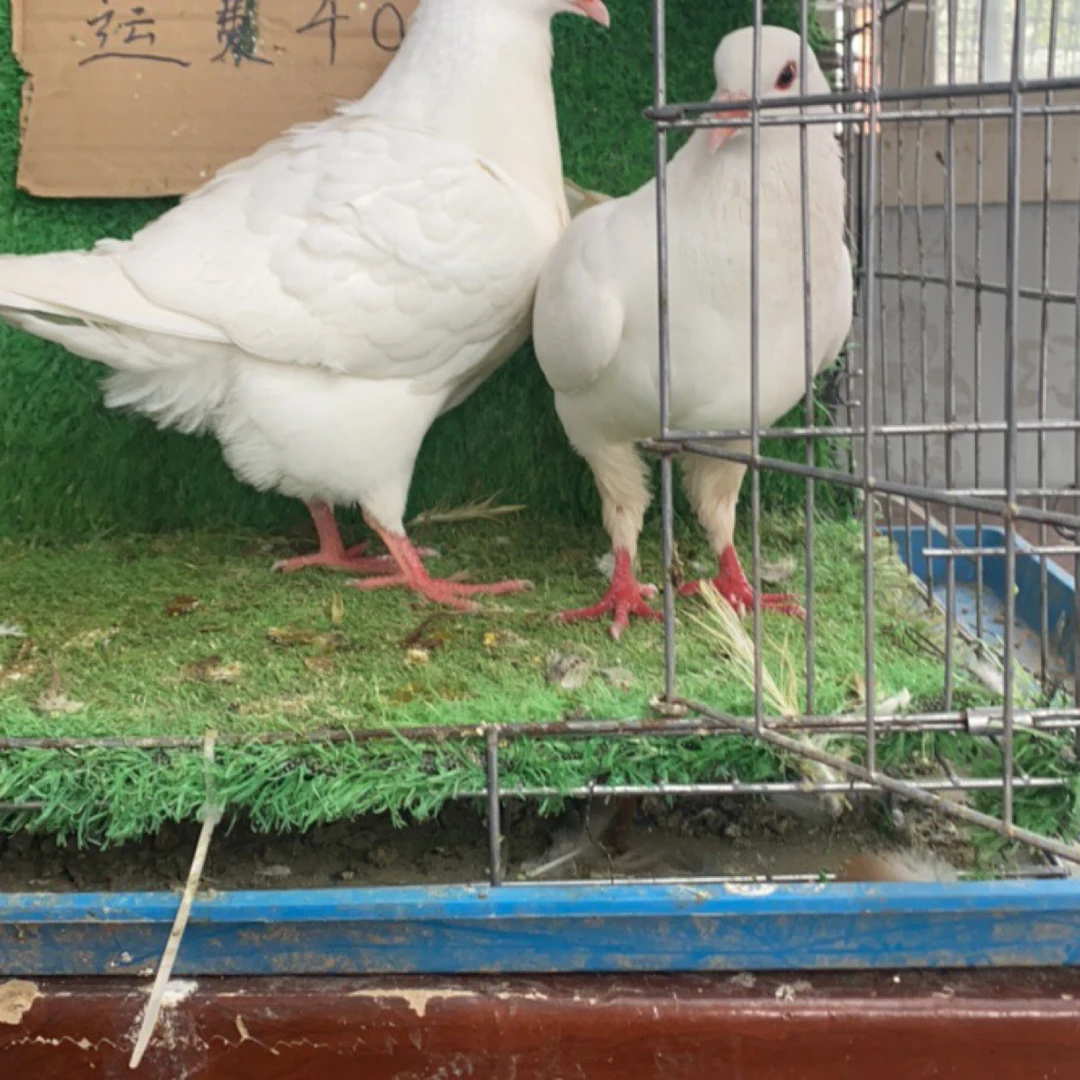 新鲜肉鸽子可吃可观赏