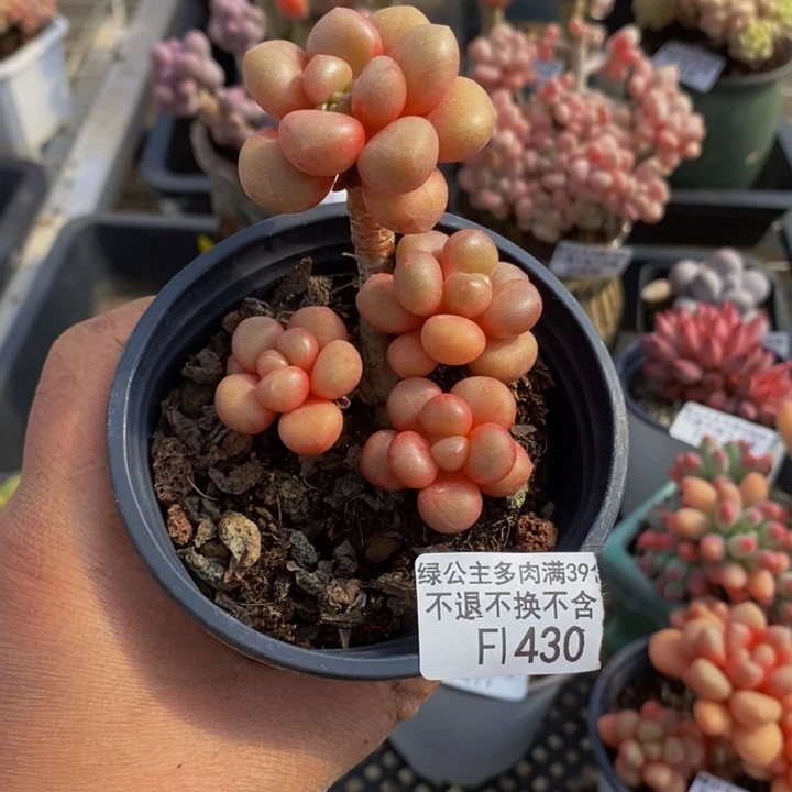 先锋派430多肉植物