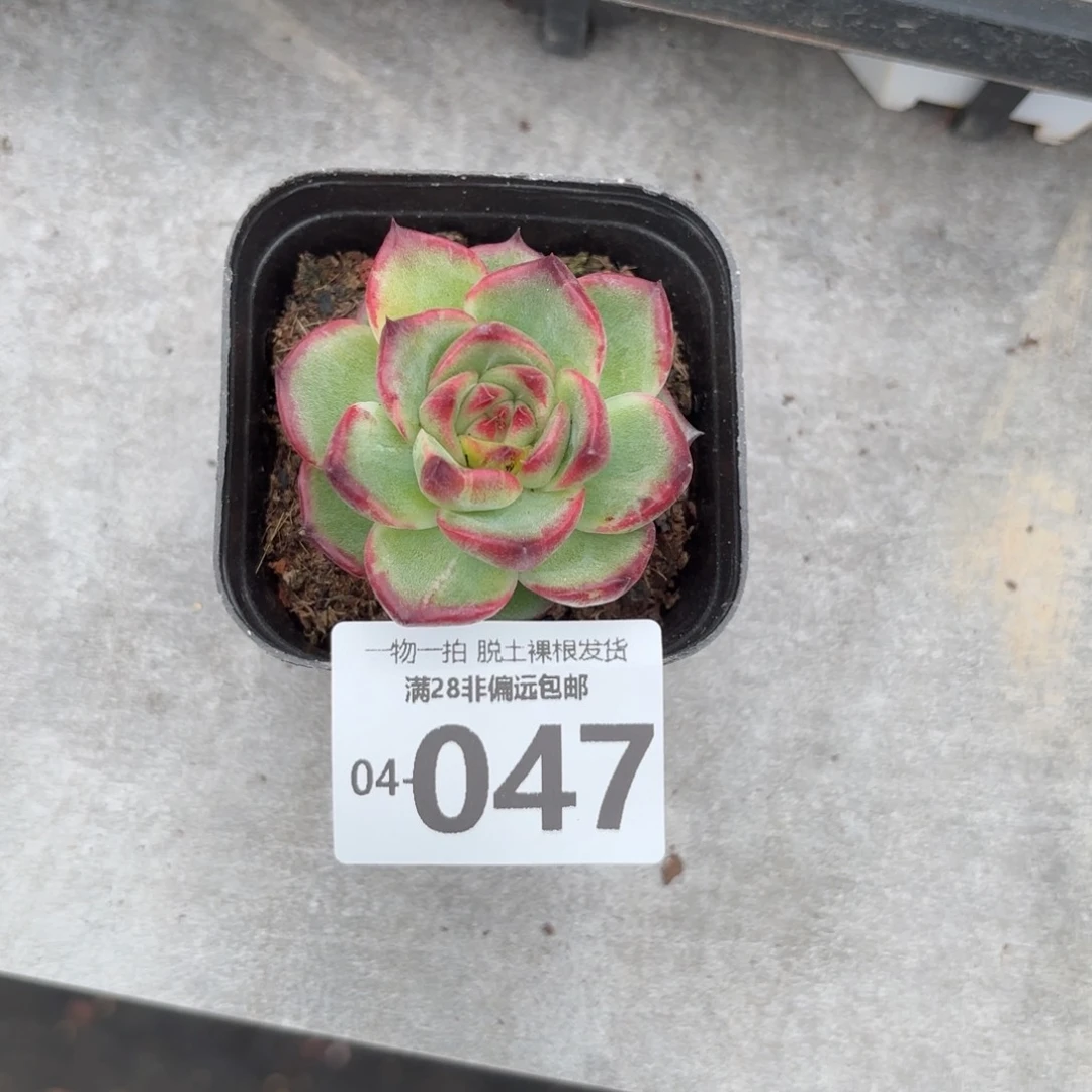 优选糖心单头多肉