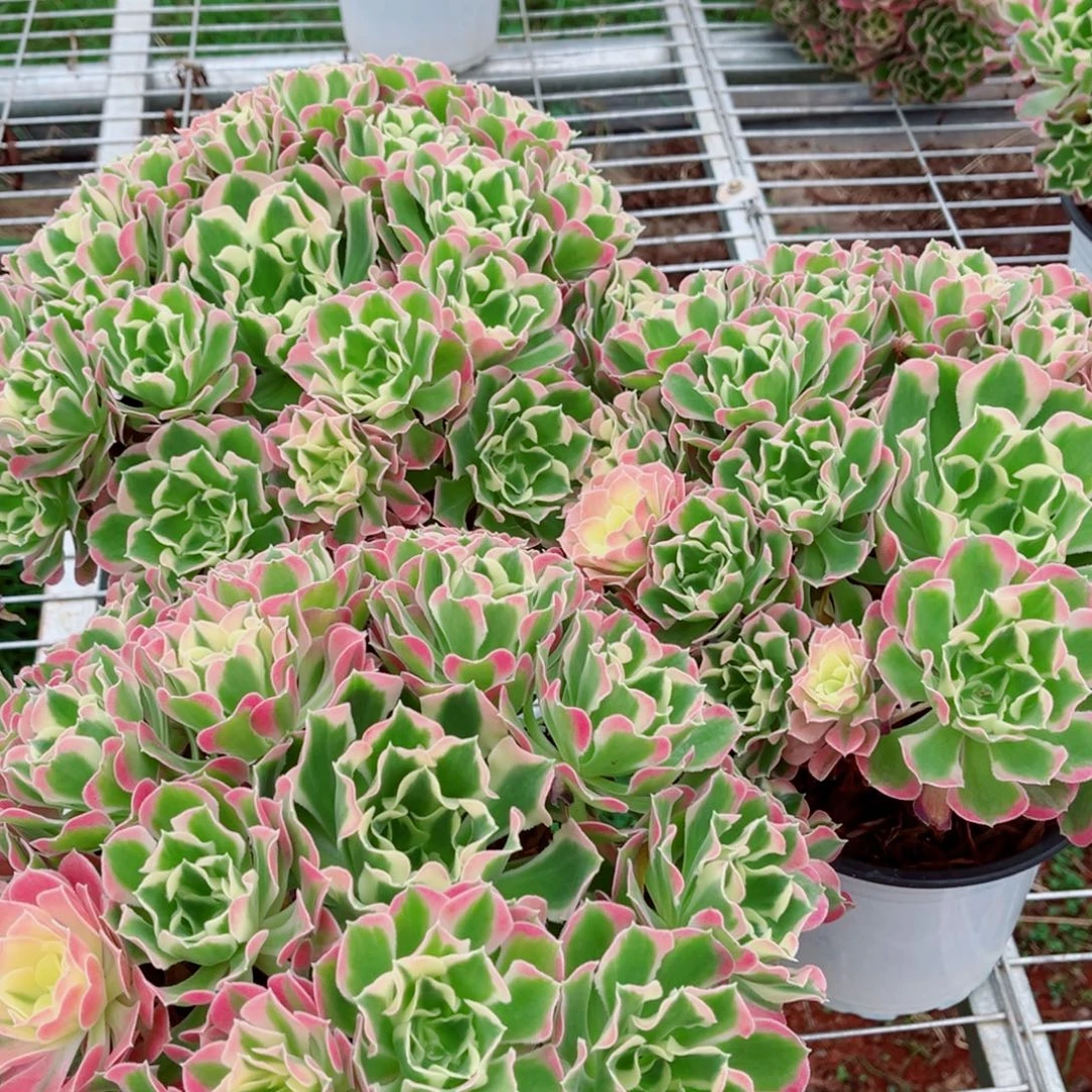 模特粉体白凤量拍多肉法师一个