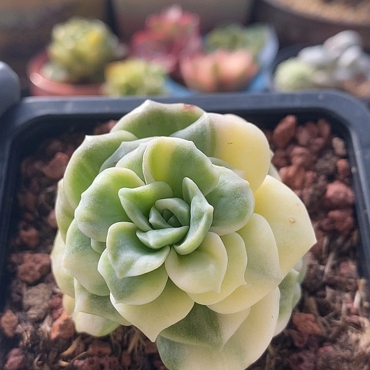 飞***鱼可爱玫瑰锦多肉植物