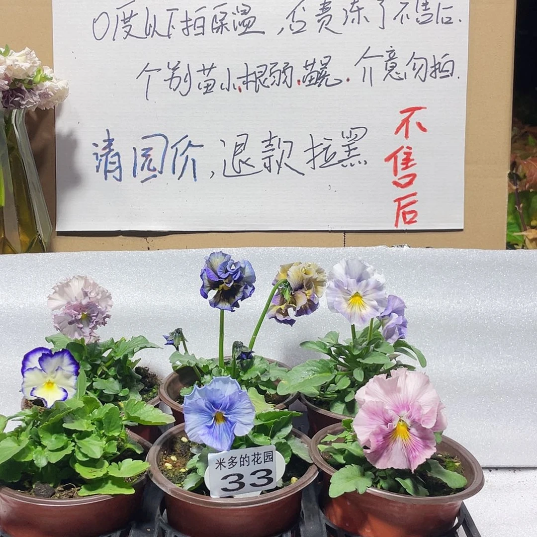 大部分花苞少量开放33