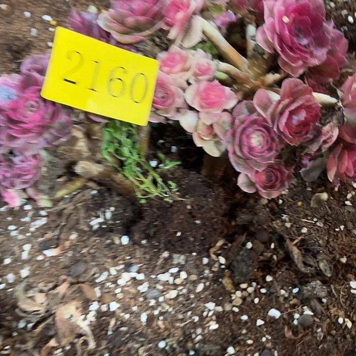 伊*~多肉植物福利2160