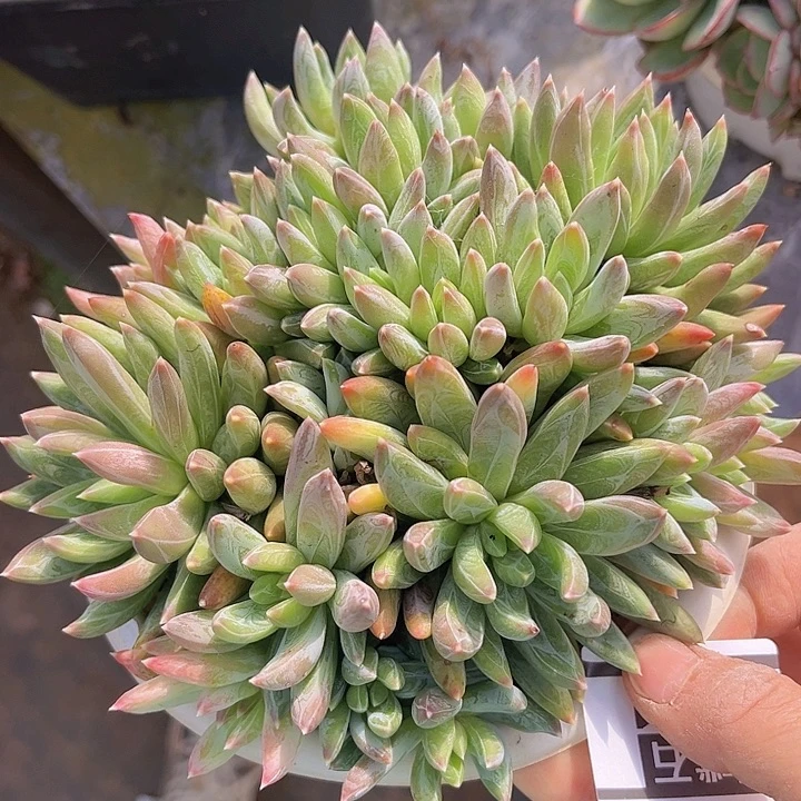 炫彩星0641多肉植物