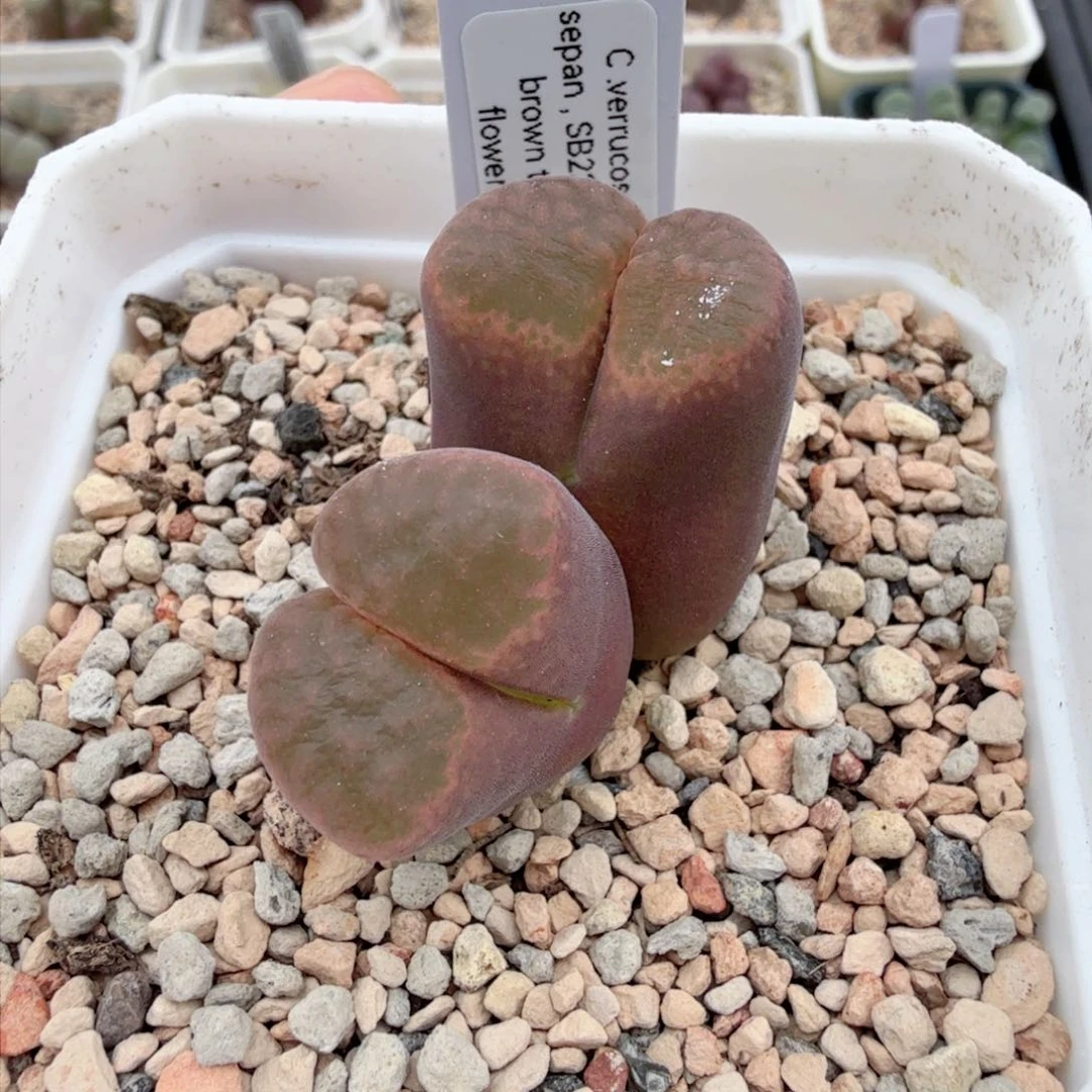 1808.3 蛋糕 9-30-L24。