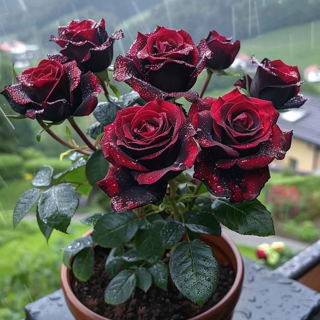 (新手福利到手五颗)云南玫瑰花苗四季开花大花浓香型好养易成活