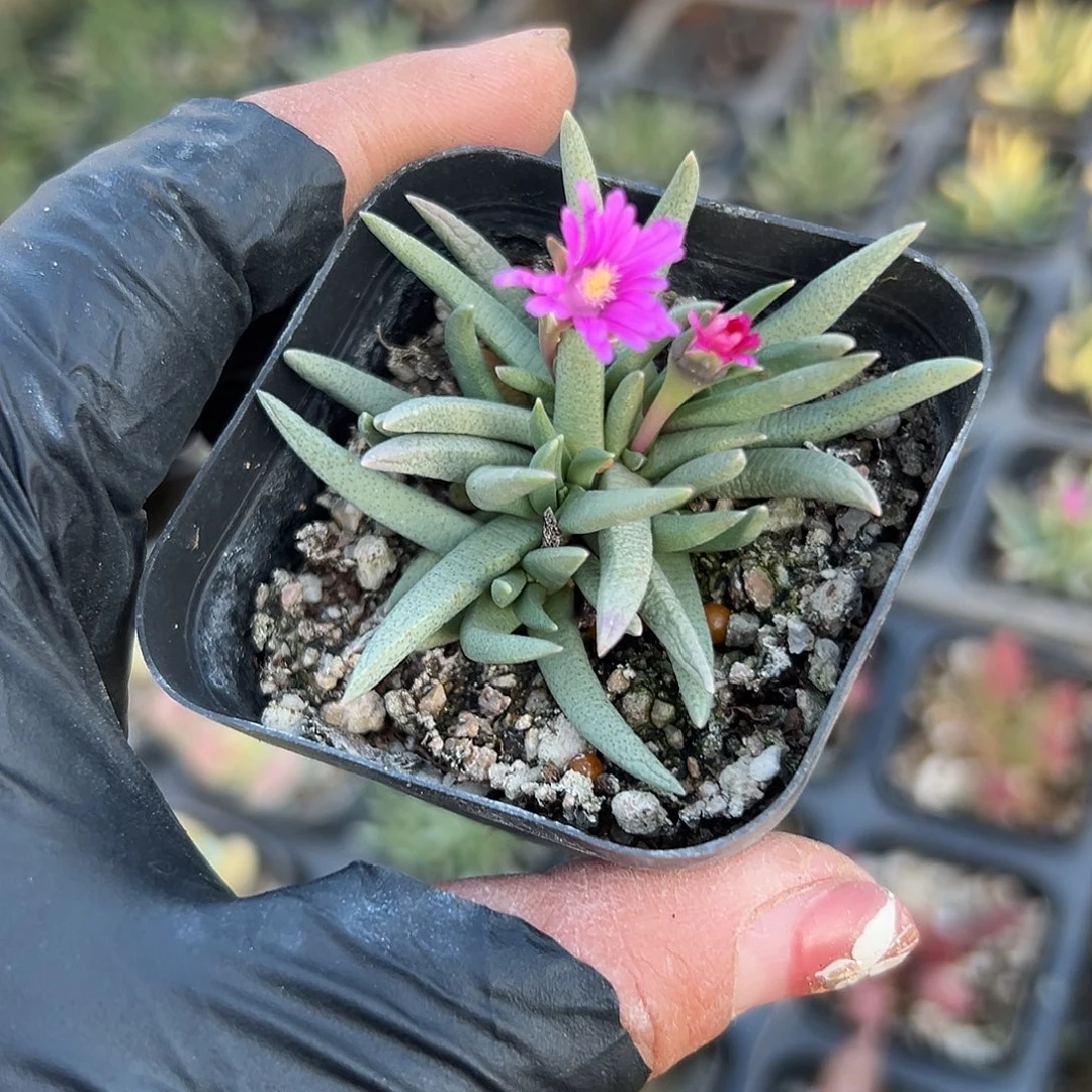 多肉植物美杜莎开花
