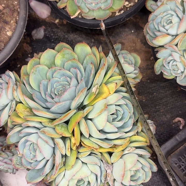 晨露400 多肉植物一物一拍