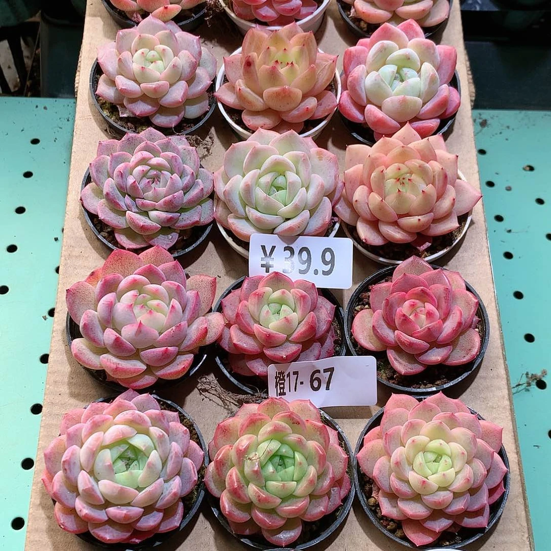 17-67一物一拍带盆18颗