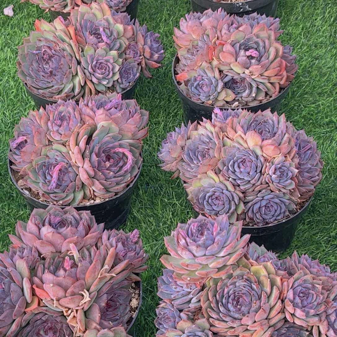 蓝色妖姬一单包邮