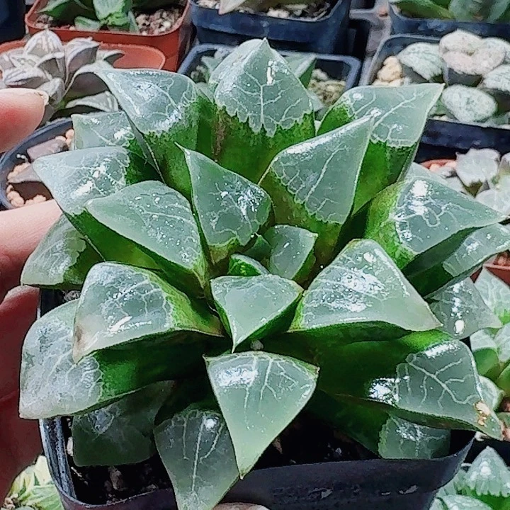 早***好无花朵十二卷 木叶克母本