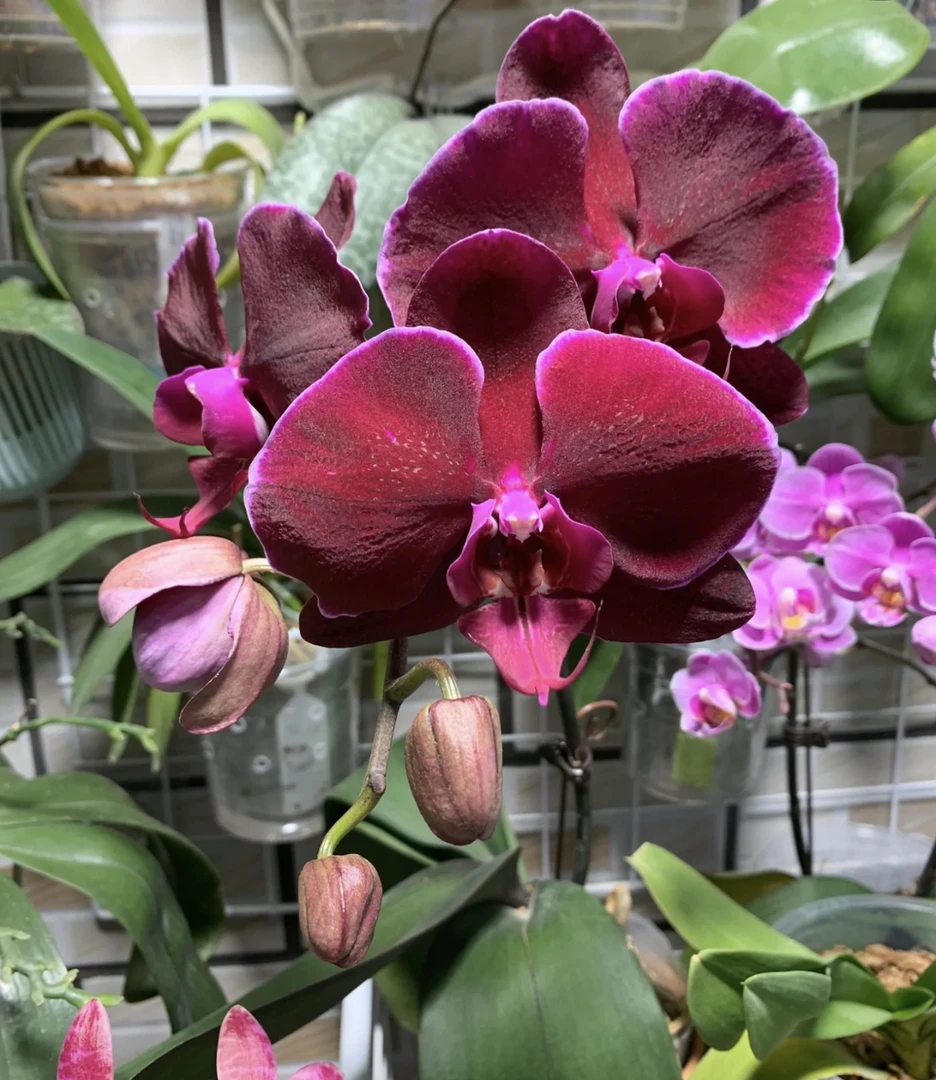 蝴蝶兰【红天鹅】3.5苗无花无剑