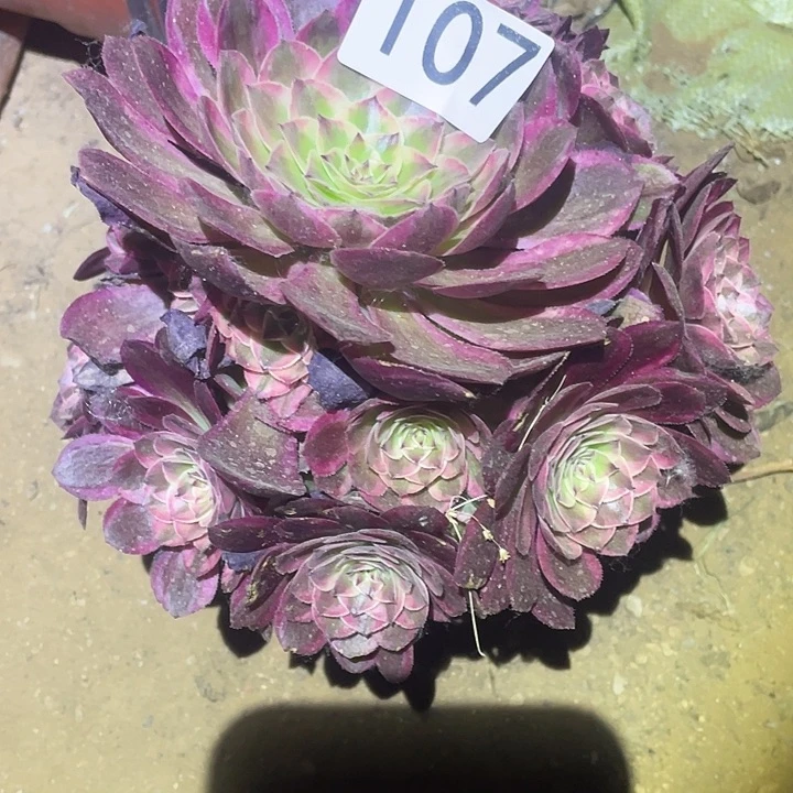 多肉植物法师107云荷