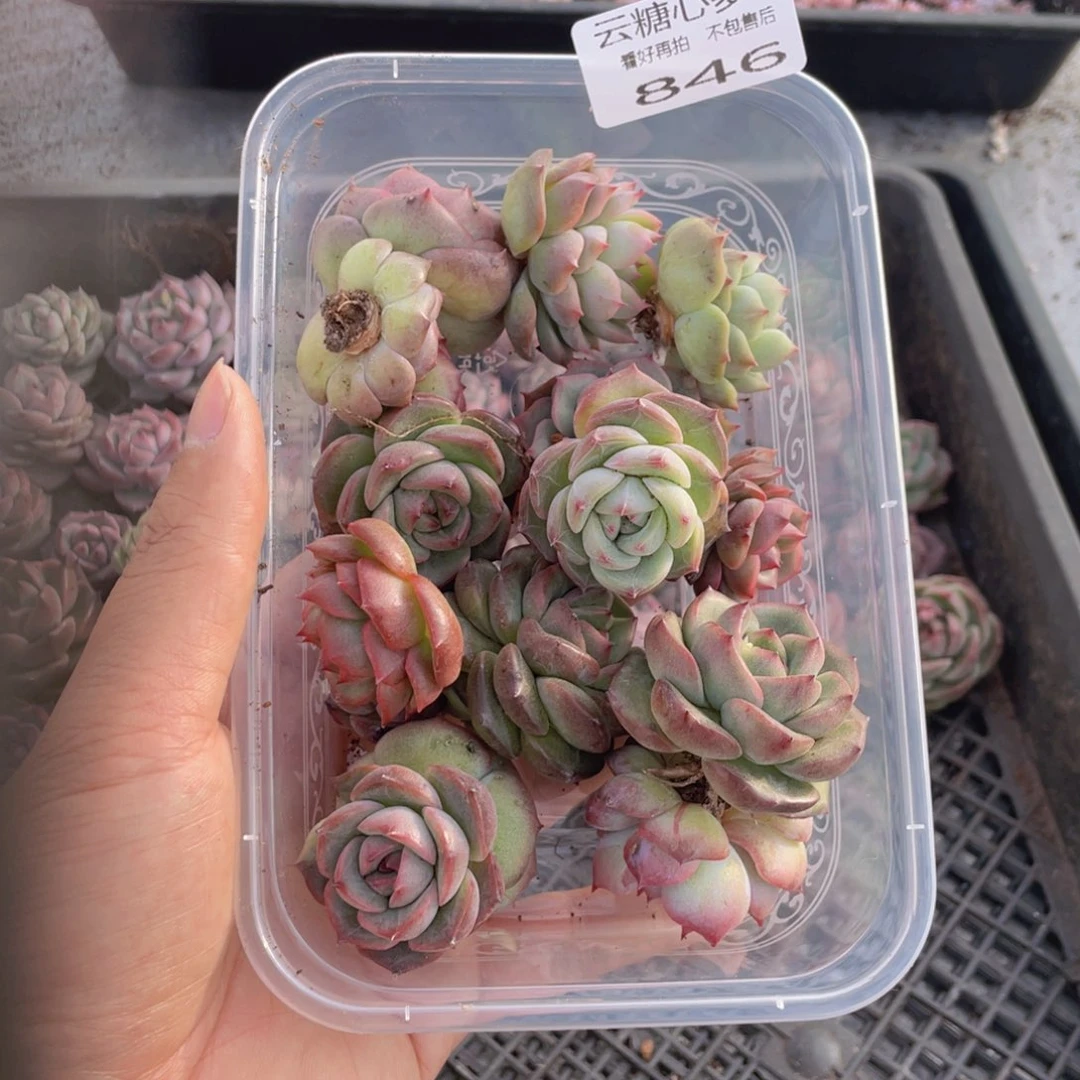 云糖心多肉植物846