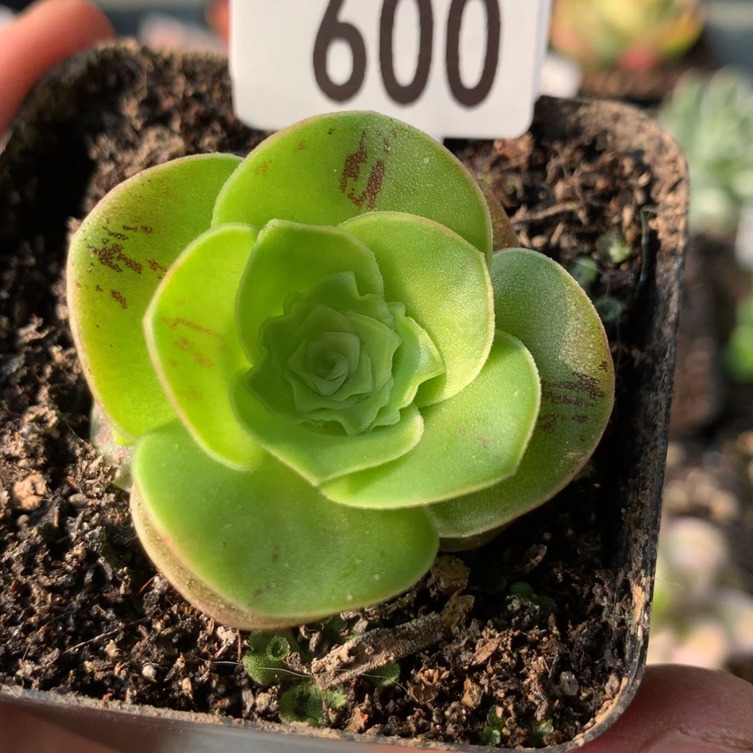 烈火600山地玫瑰多肉