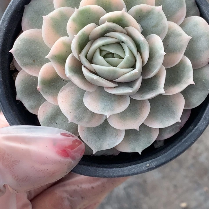 盎司洛锦  （满9.99包邮不满9.99发叶子）