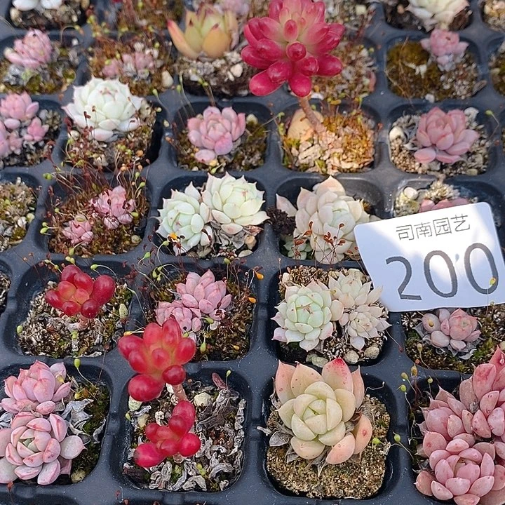 200 多肉植物盆栽花卉盆栽