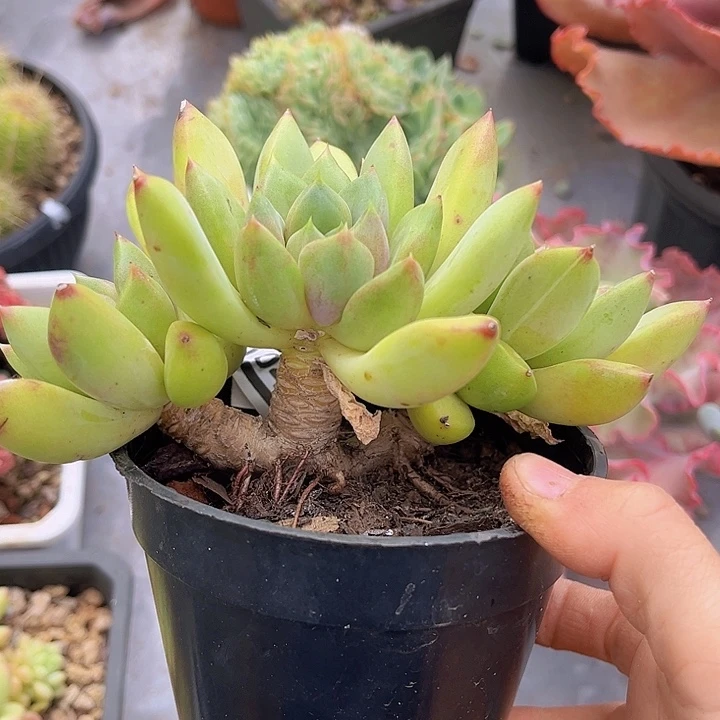 红象牙06104多肉植物