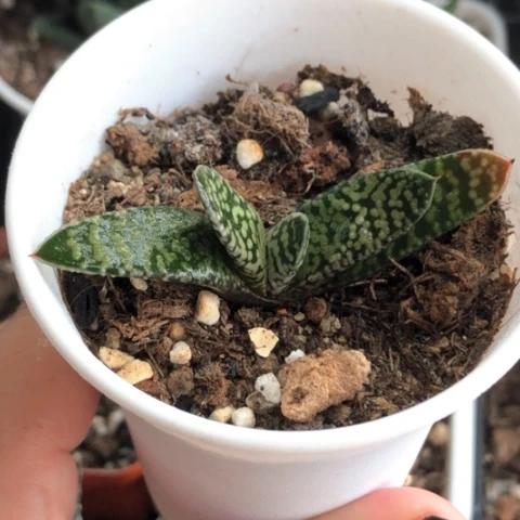 暴风雪蜗牛带盆发货哈哈哈