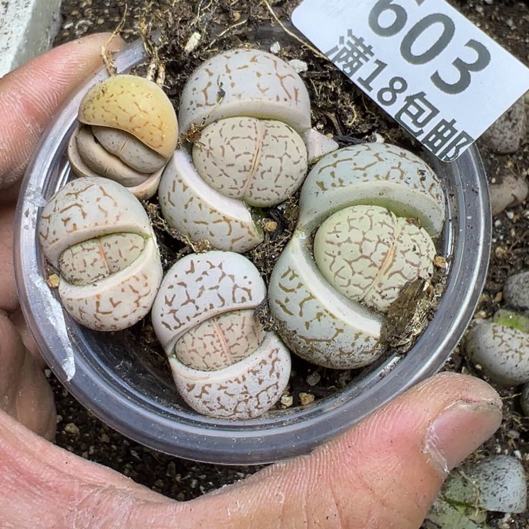 【闪购商品】 603.