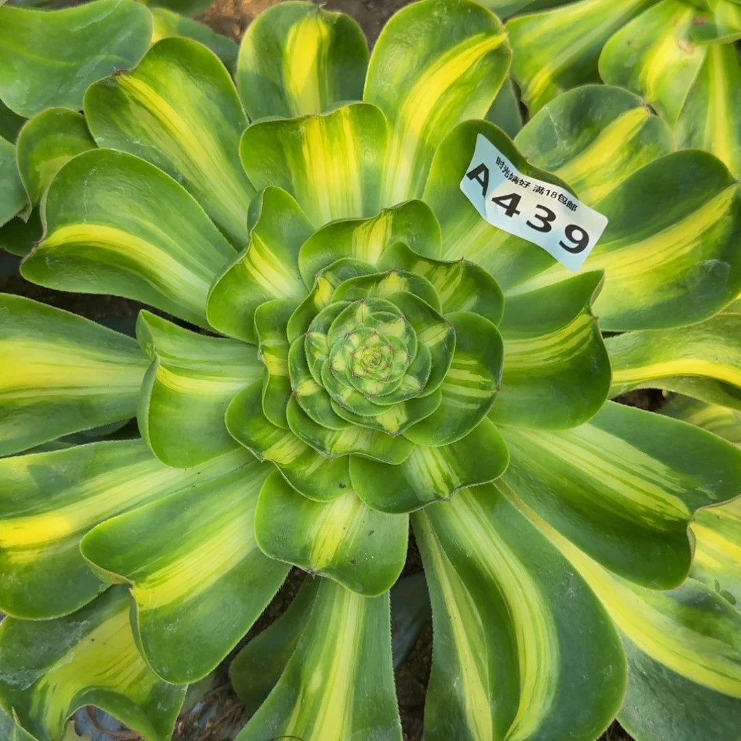 暴君439多肉植物，