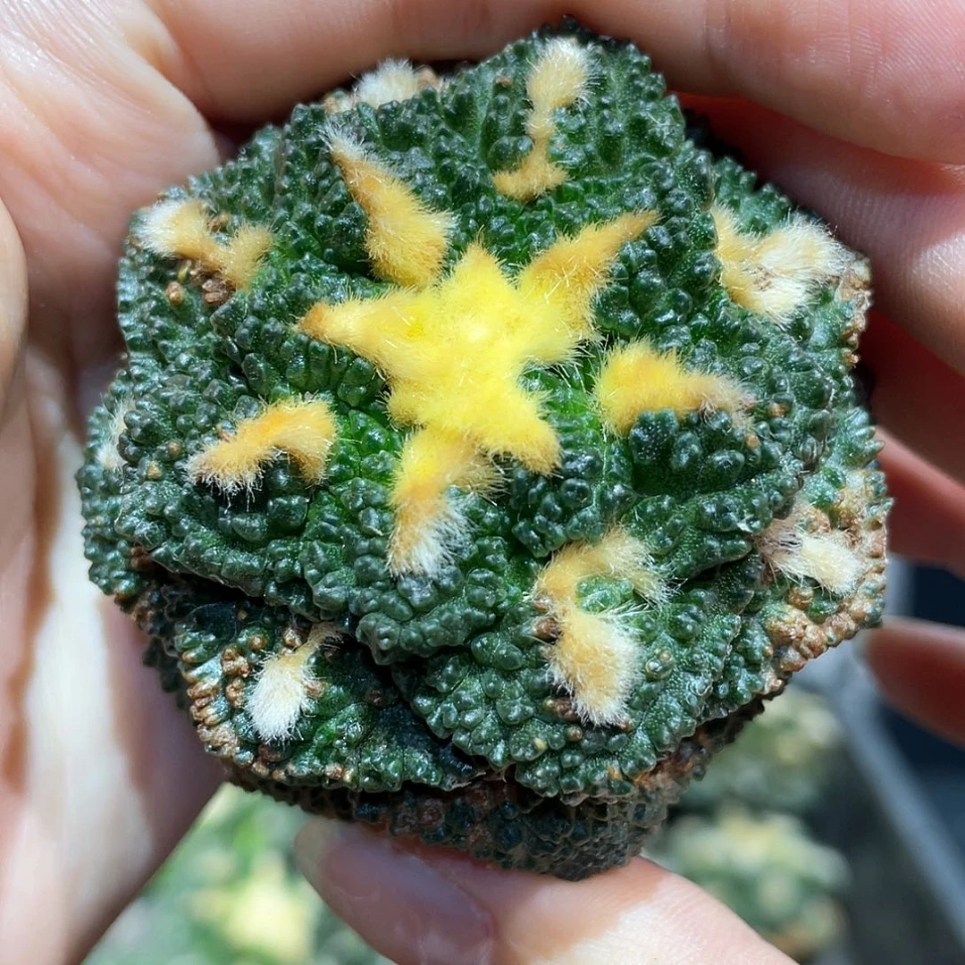5.5cm 自根龟甲牡丹1颗