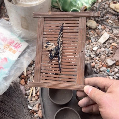 杂色豆（科檀/科特迪瓦檀木）风**舟