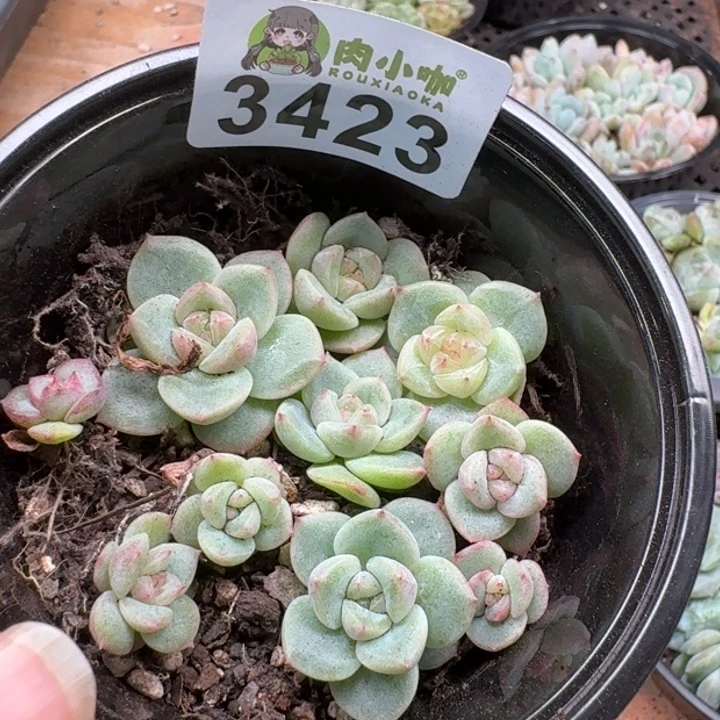 多肉植物多肉植物