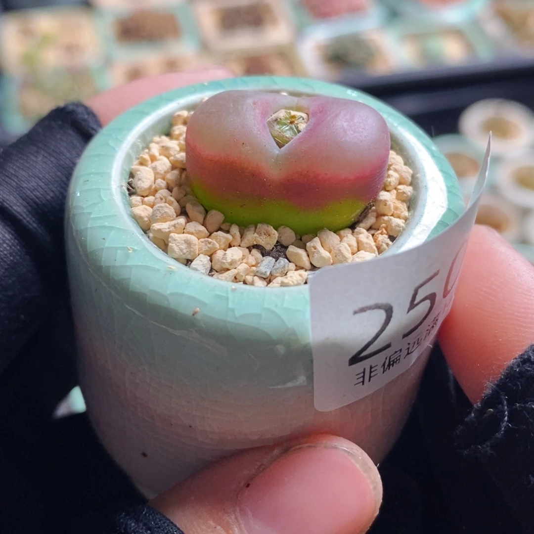 2509--一物一拍 带盆