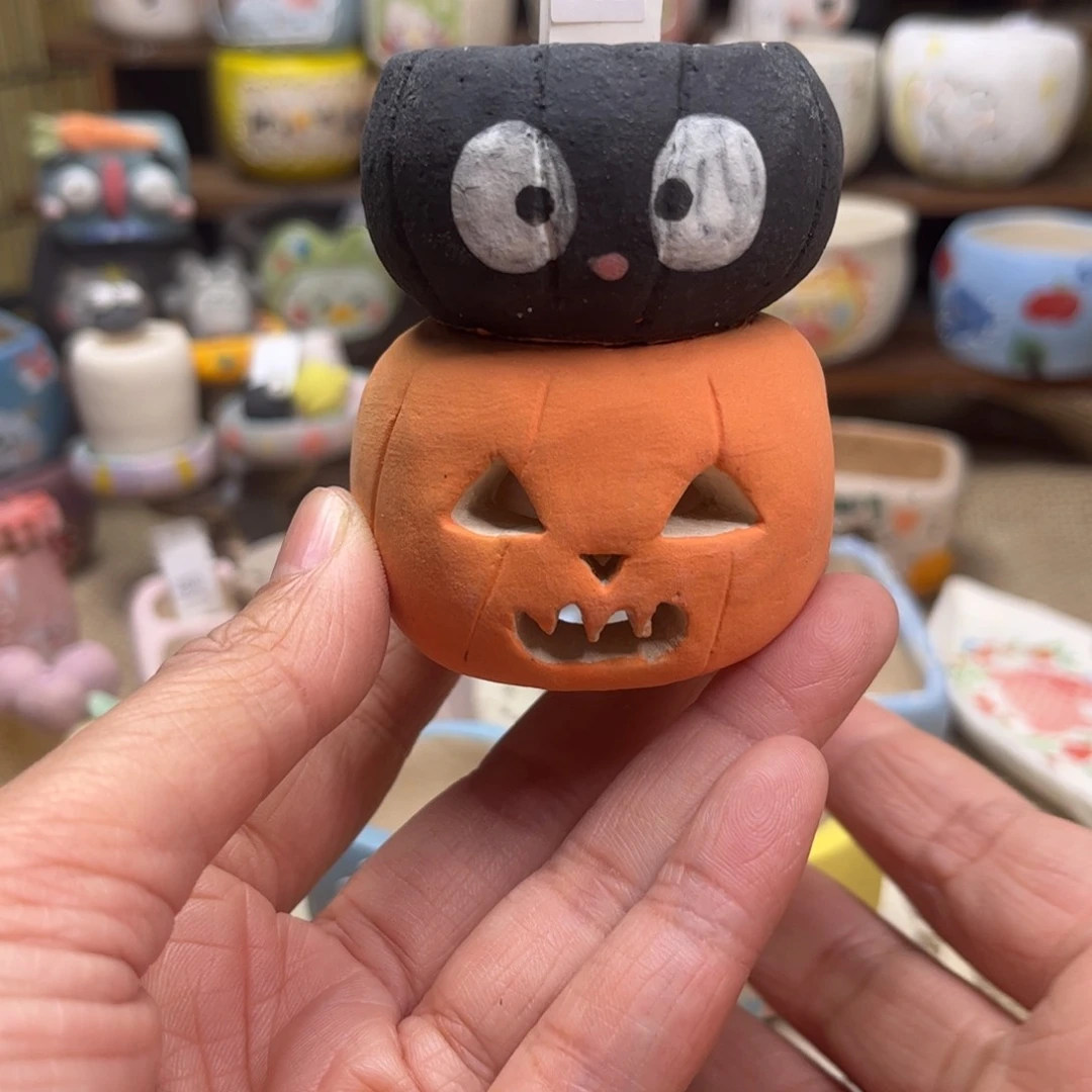 红陶526黑煤球南瓜现货