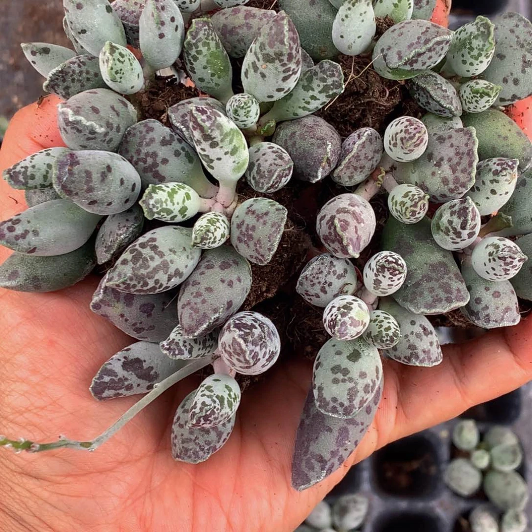 海豹10颗 包邮。多肉 包邮