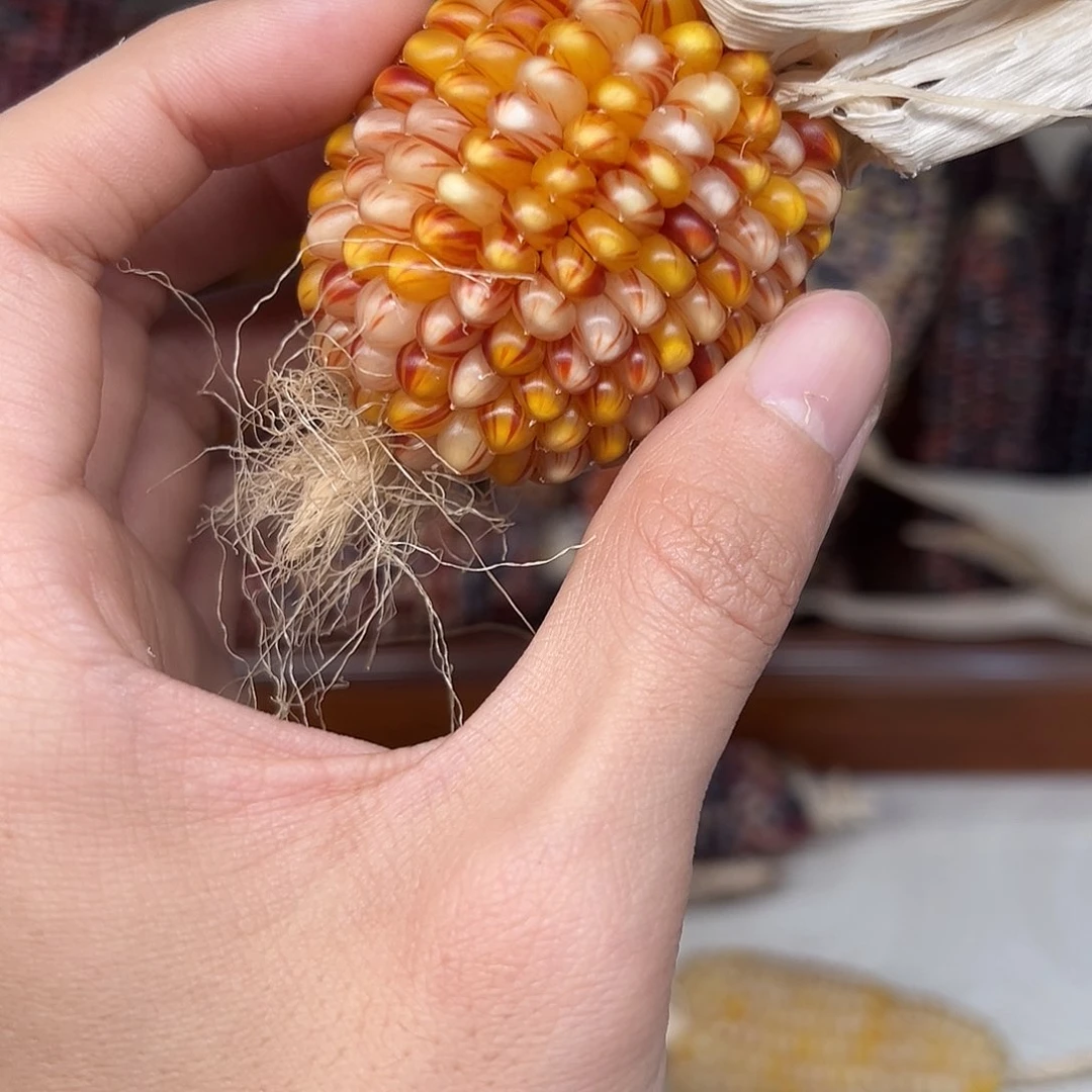 麦*洛文玩玉米毛料精品