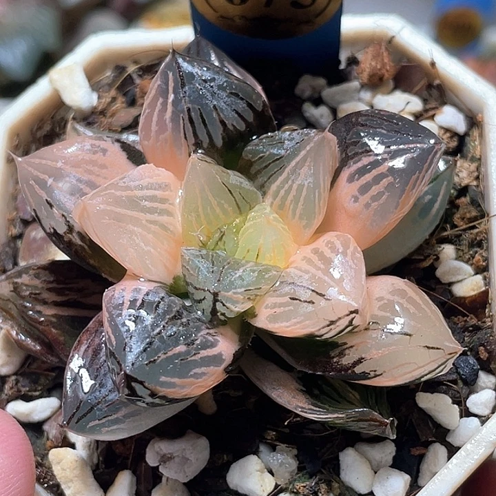 675赤焰玉露锦特选福利