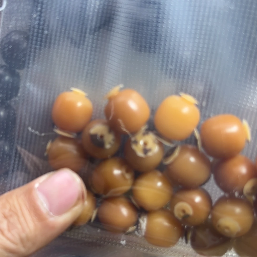 @***》手串菩提根/象牙果