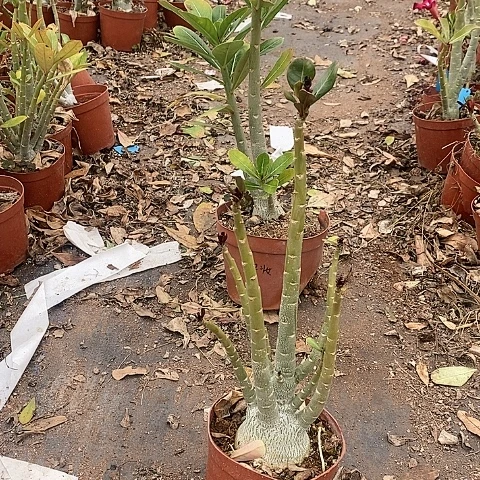 【闪购商品】东**冬绿植