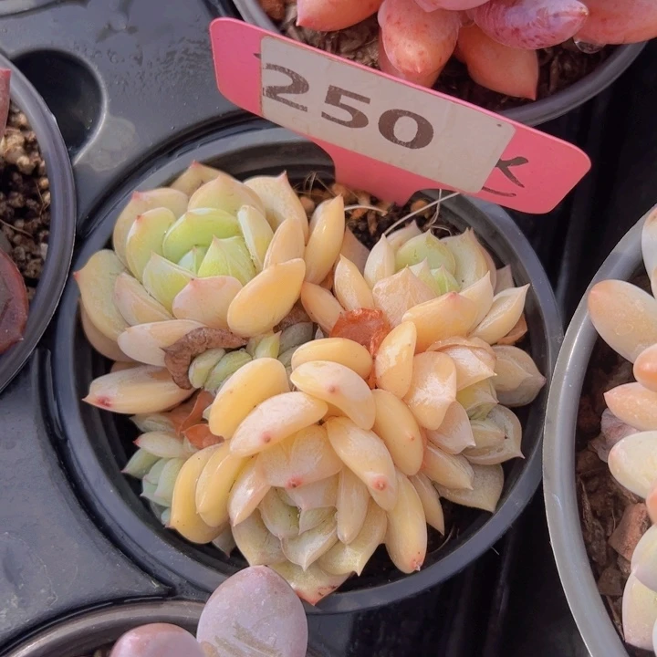 健健康康平平安安